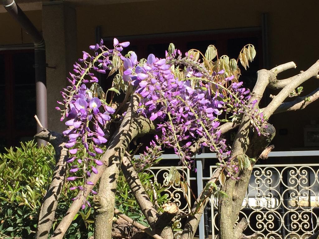 Bed&Garden Bed & Breakfast Cesate Bagian luar foto
